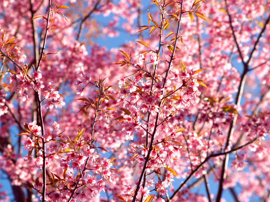 Japan in spring